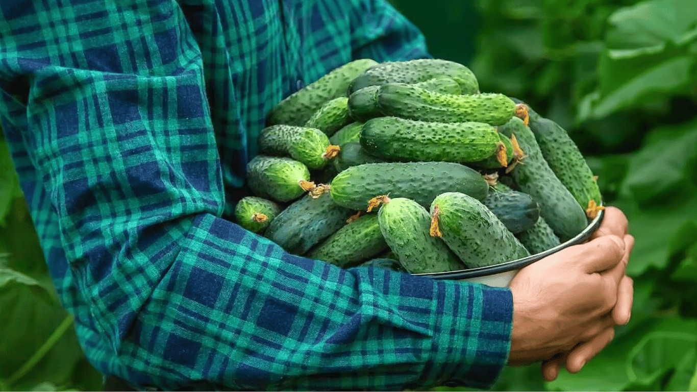 Как поливать огурцы, чтобы собрать большой и сладкий урожай — советы огородников