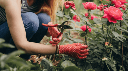 Осіння обрізка троянд — як підготувати кущі до пишного цвітіння - 285x160