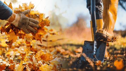 Как удобрить огород опавшими листьями — секрет хорошей подкормки - 285x160