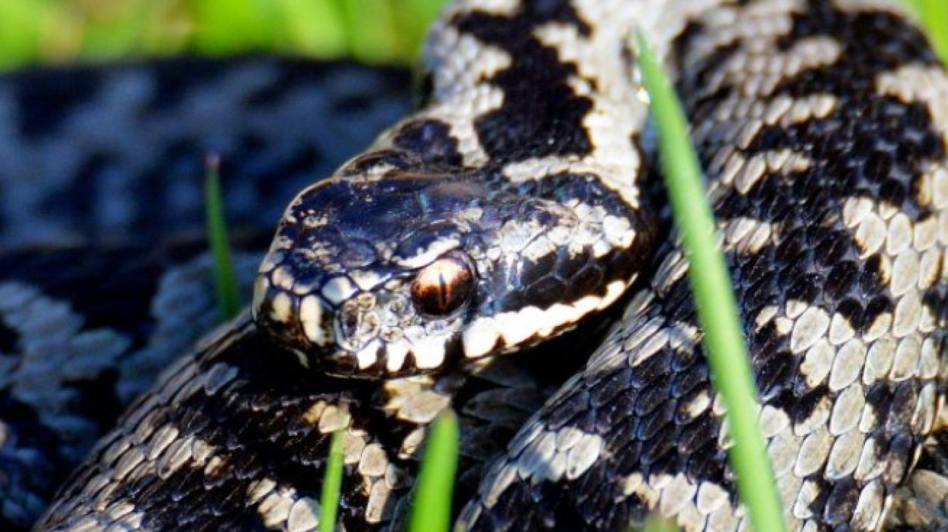 українська звичайна гадюка змія