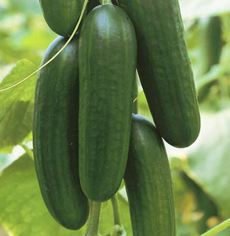 Супер Бейбы F1