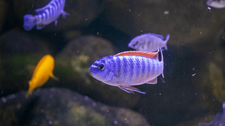 Не только к беременности — что может означать сон про рыбу - 285x160