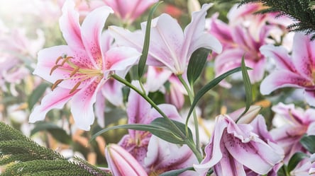 Лилии зацветут раньше — как правильно посадить луковицы в январе - 285x160