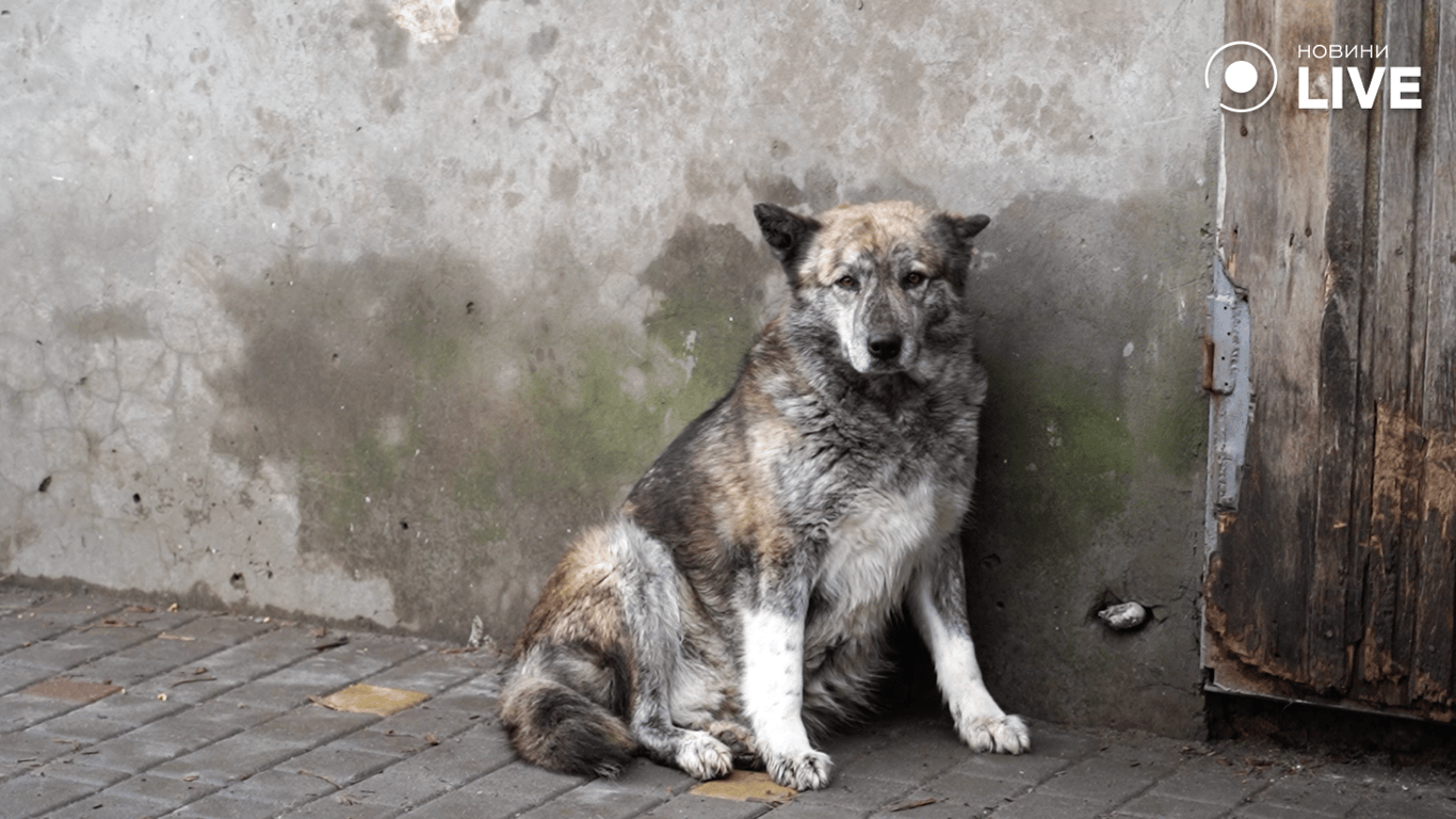 Собака сидить у притулку