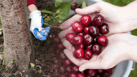 Чем подкормить вишни в октябре 2025 — секрет щедрого урожая - 285x160