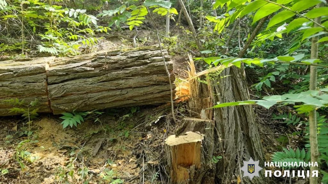 В Одесской области мужчина уничтожал защитные лесные насаждения: какое наказание его ждет