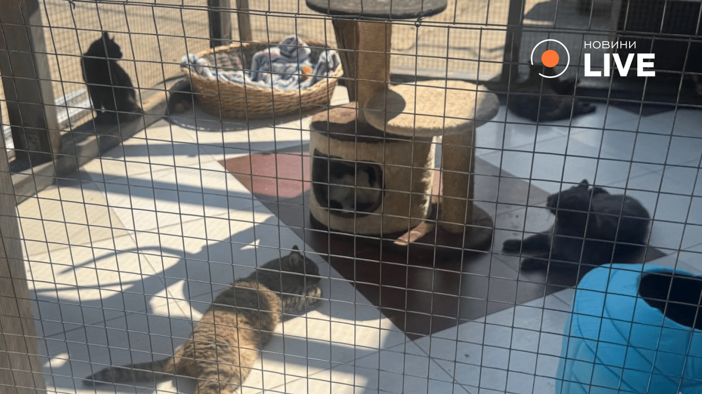 Врятовані коти у Львові