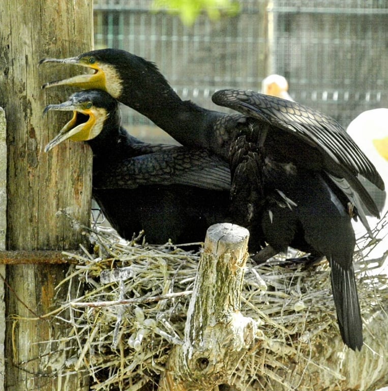 Голосування до Дня закоханих  в зоопарку