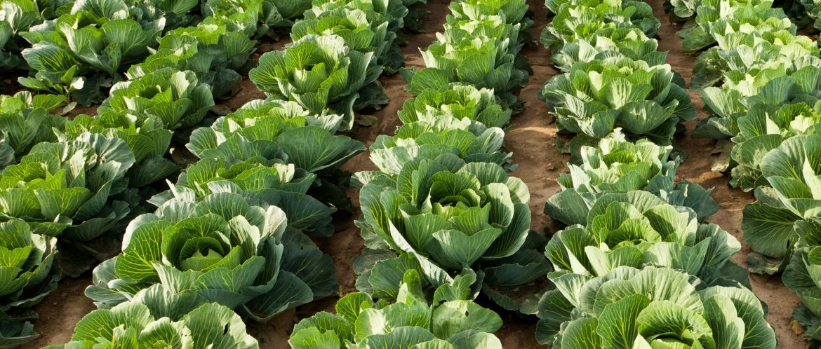 Большой урожай капусты на огороде