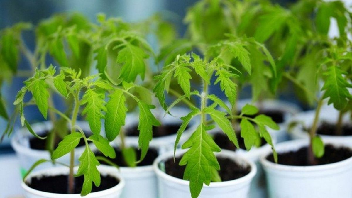 Рассада помидоров