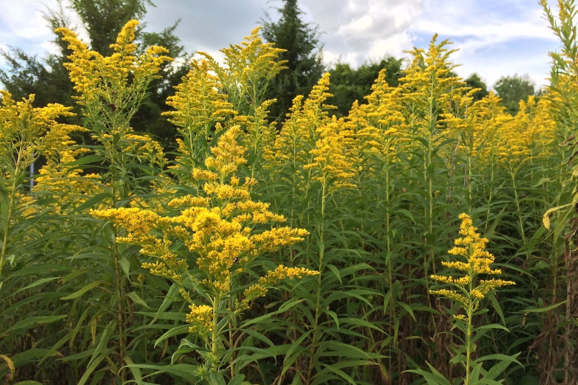 Які рослини страждають від амброзії найбільше