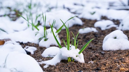 Чеснок не загниет зимой — речной песок спасает грядку - 285x160