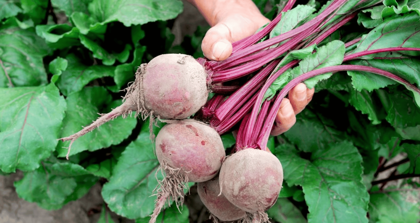 Урожай свеклы