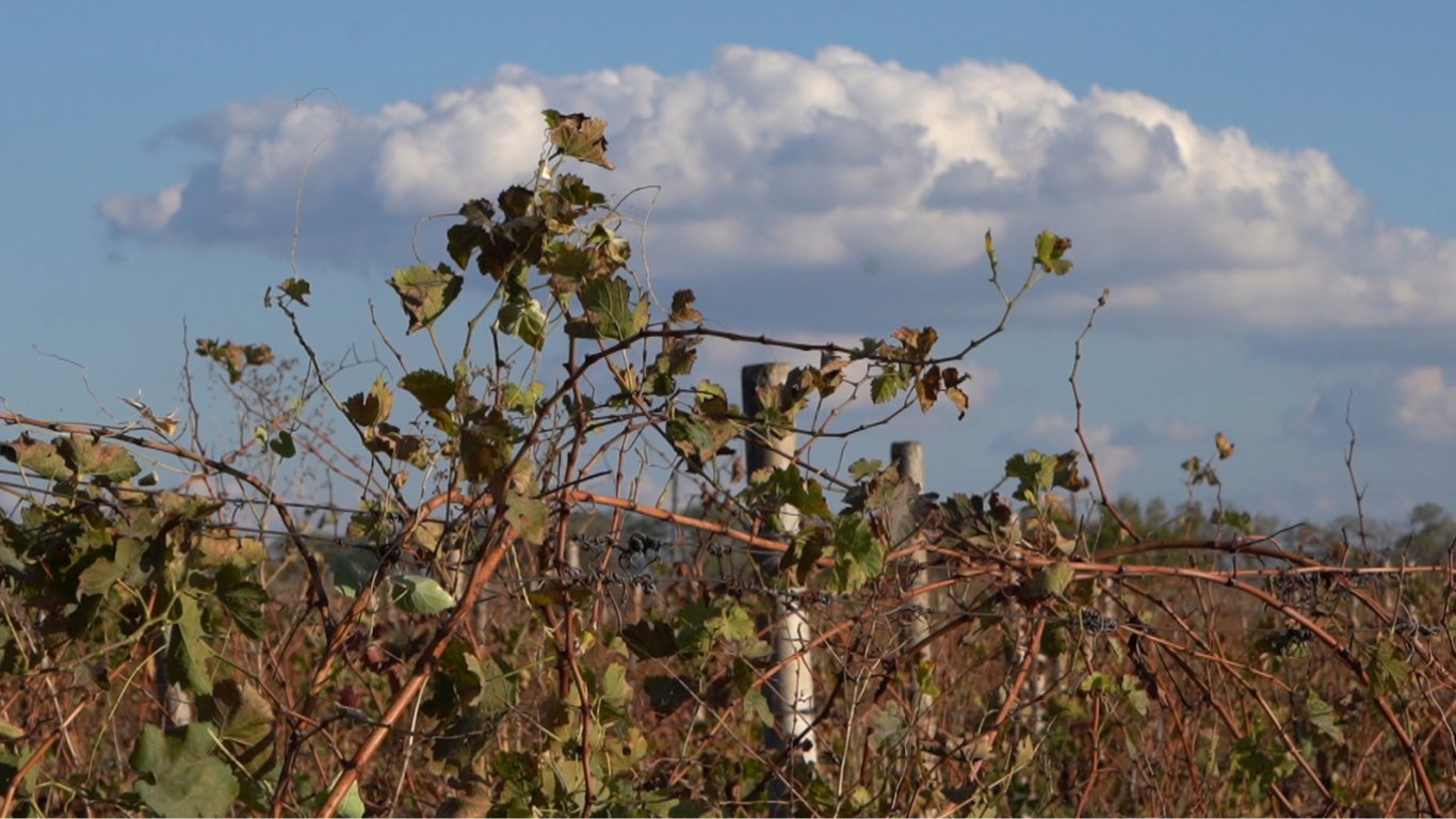 Винороби Одещини відчувають гострий дефіцит саджанців винограду