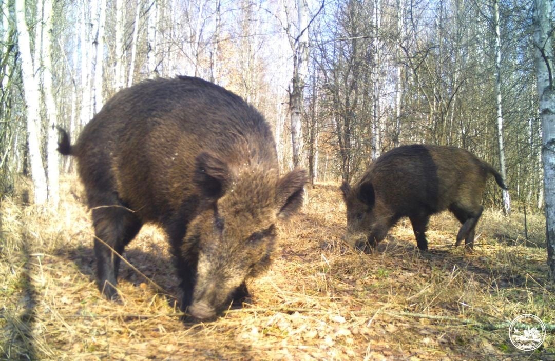 Кабани в Чорнобилі