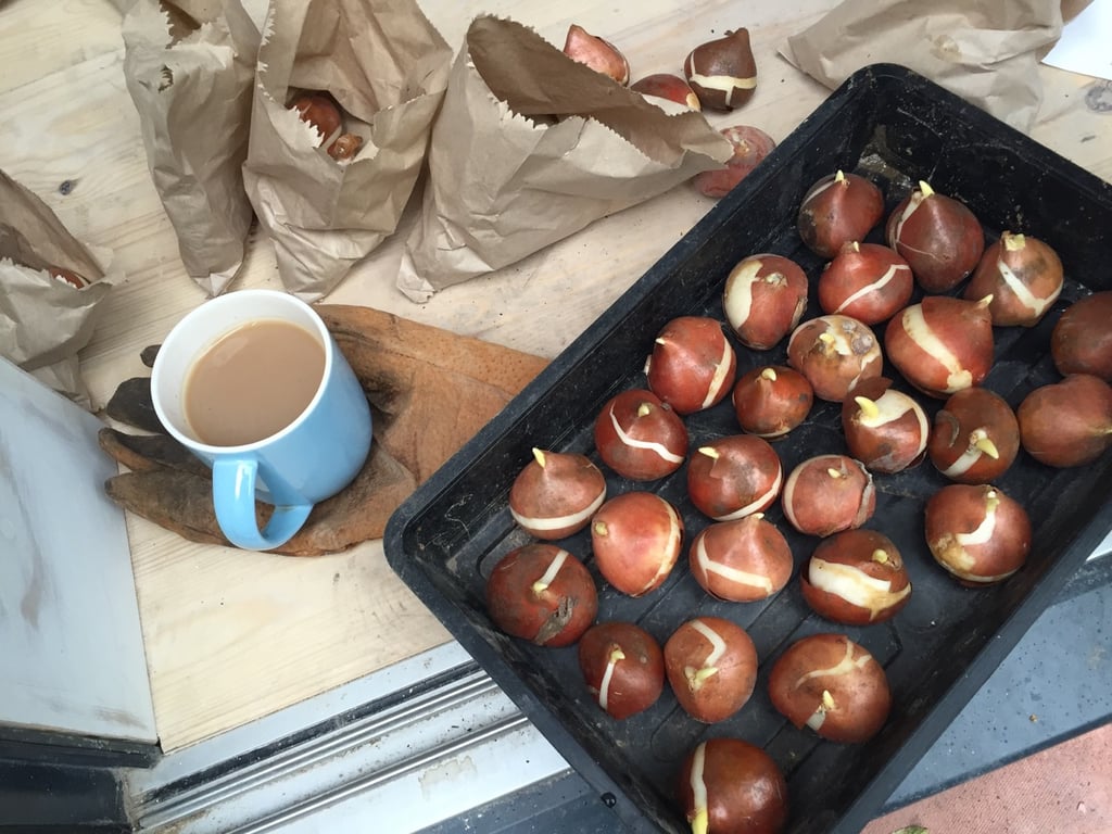 Луковицы тюльпанов в емкости