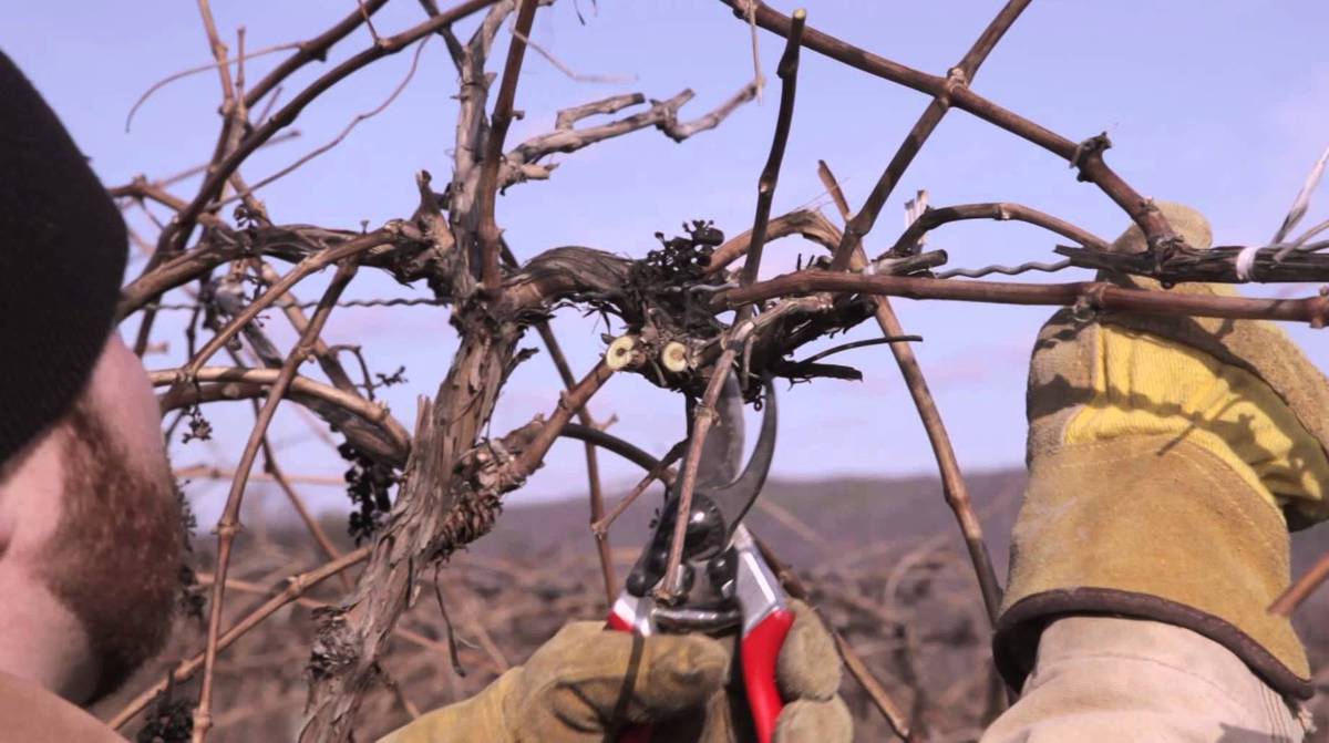 Стоит ли обрезать виноград в феврале