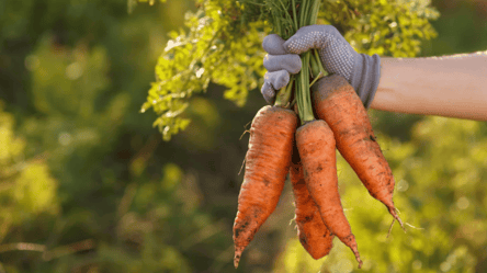 Як варто посіяти моркву, щоб потім не проріджувати її — найкращі методи - 285x160