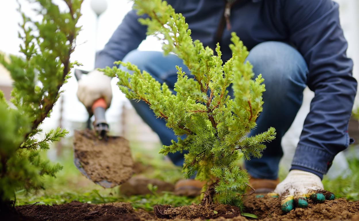 Пересадка дерева