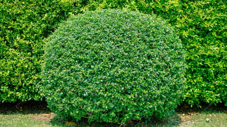 Посадка та догляд за самшитом — що потрібно знати садівнику - 285x160