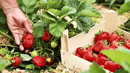 Что посадить возле клубники, чтобы урожай вырос вдвое - 285x160