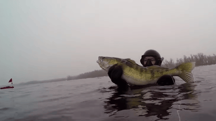 Подводная охота в Украине — на сколько и за что штрафуют в 2026 году - 285x160