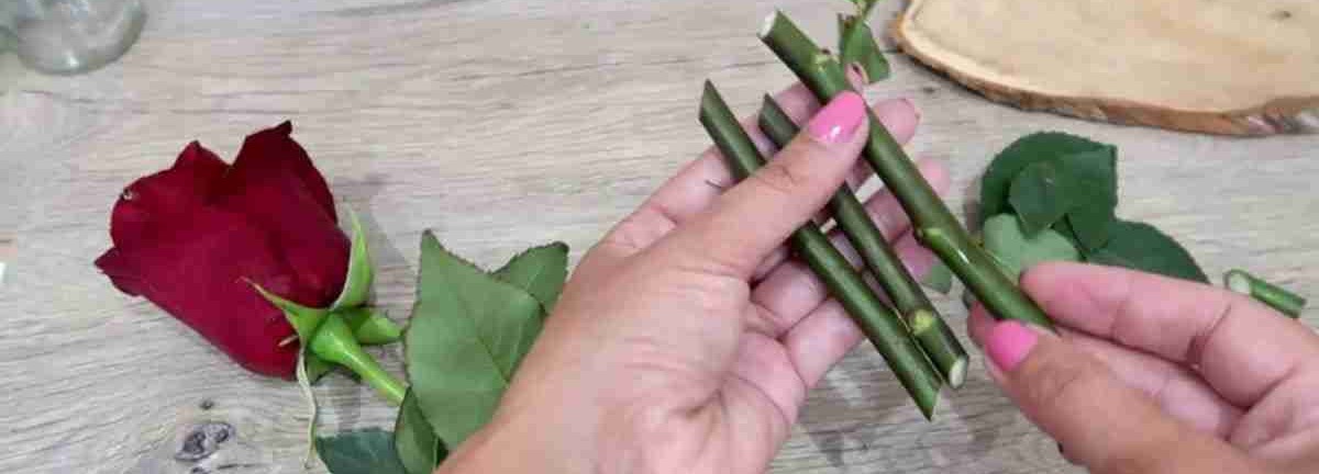 Как вырастить розу из букета – простые советы опытных садоводов.
