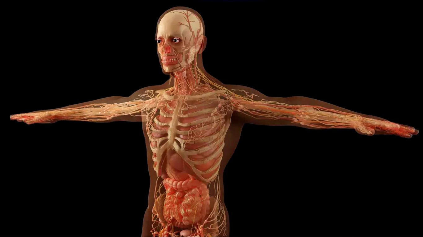 Вчені знайшли новий орган в тілі людини, який захищає ДНК