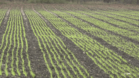 Посевная в Одесской области — что влияет на сроки - 290x160