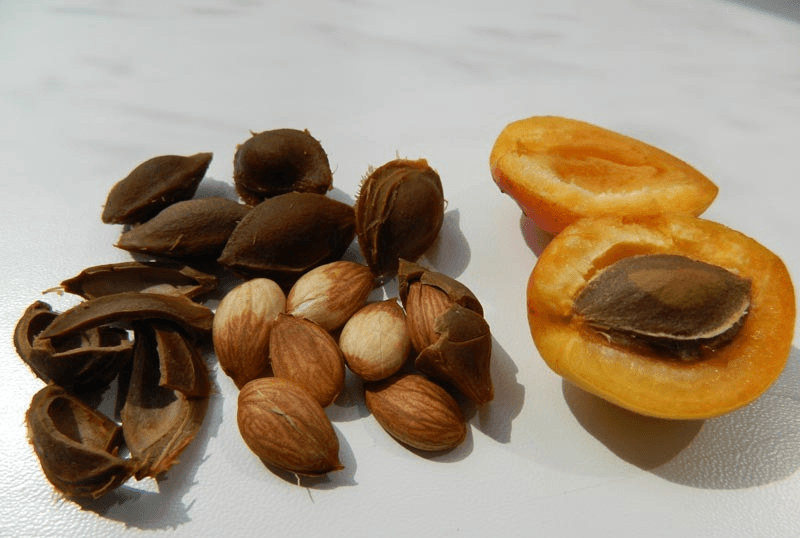 Абрикосы и их косточки