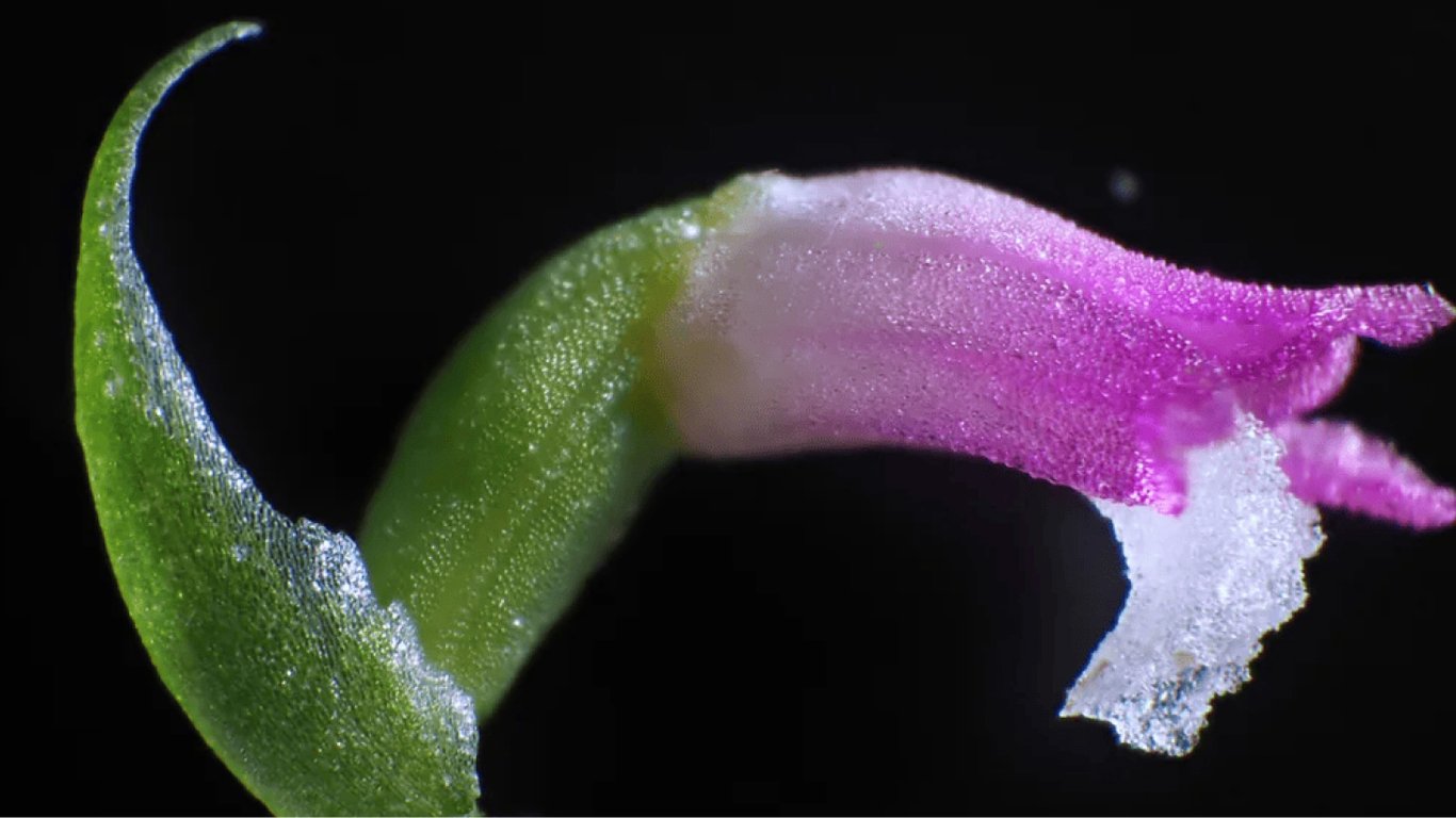 Пелюстки, наче скляні: японські вчені виявили унікальний вид орхідеї
