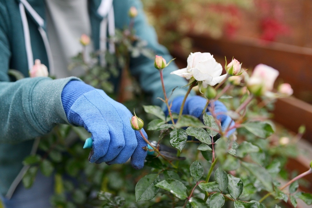 П'ять рослин, які потрібно обрізати у серпні — троянди