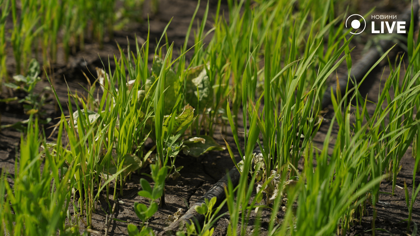 Шланги з крапельного зрошення. Фото: Новини.LIVE