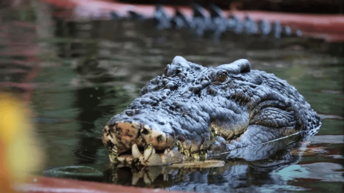 Самый большой крокодил в мире празднует свой 120 день рождения