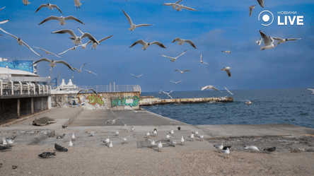 Екологи попереджають про довготривалі наслідки забруднення Чорного моря - 285x160