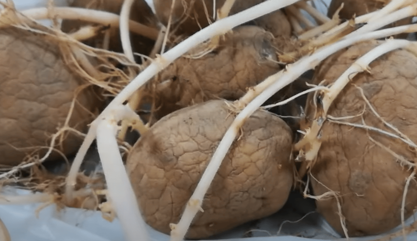 Пророщенная картошка