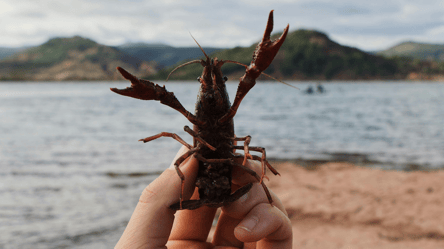 На Одещині на сім місяців заборонять вилов раків — коли саме - 290x166