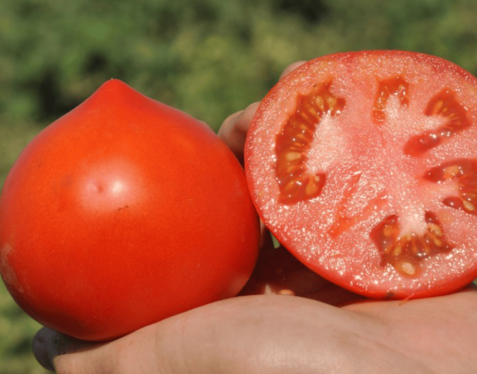 Помидоры