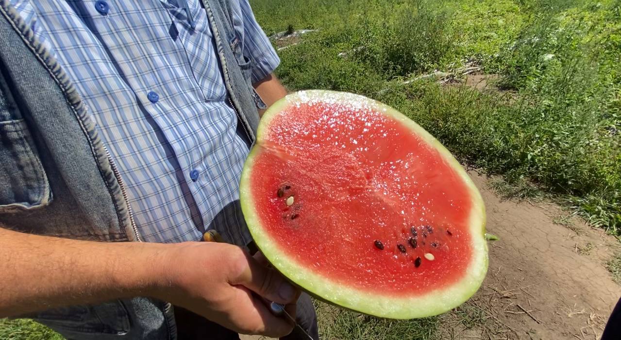 Були Херсонські, а ростуть на Львівщині — як український фермер кавуни вирощує - фото 2