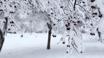 Шість способів підвищити морозостійкість дерев у саду - 285x160