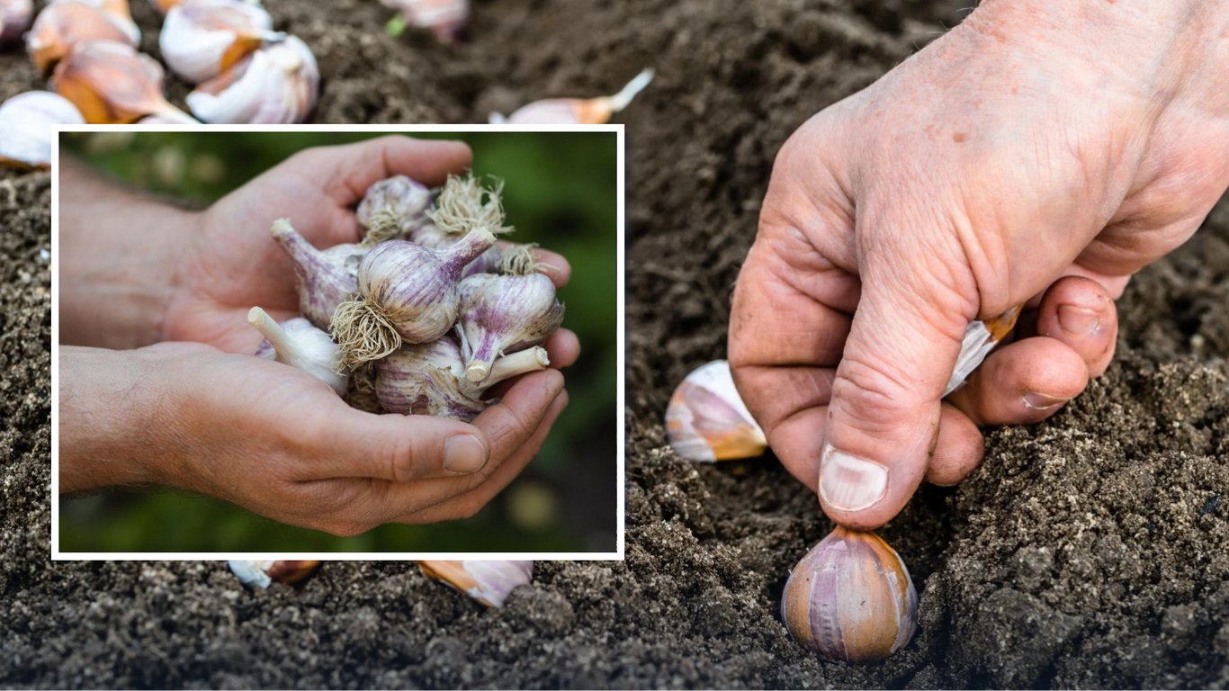 Когда сажать чеснок в мае 2026: лунный календарь и погодные условия