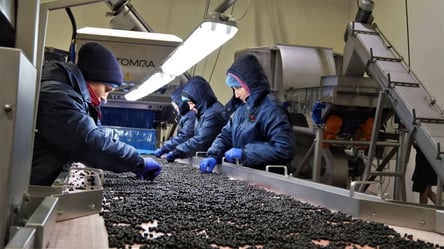 Зарплата от 1 100 евро — в Литве нужны сортировщики грибов и ягод - 285x160