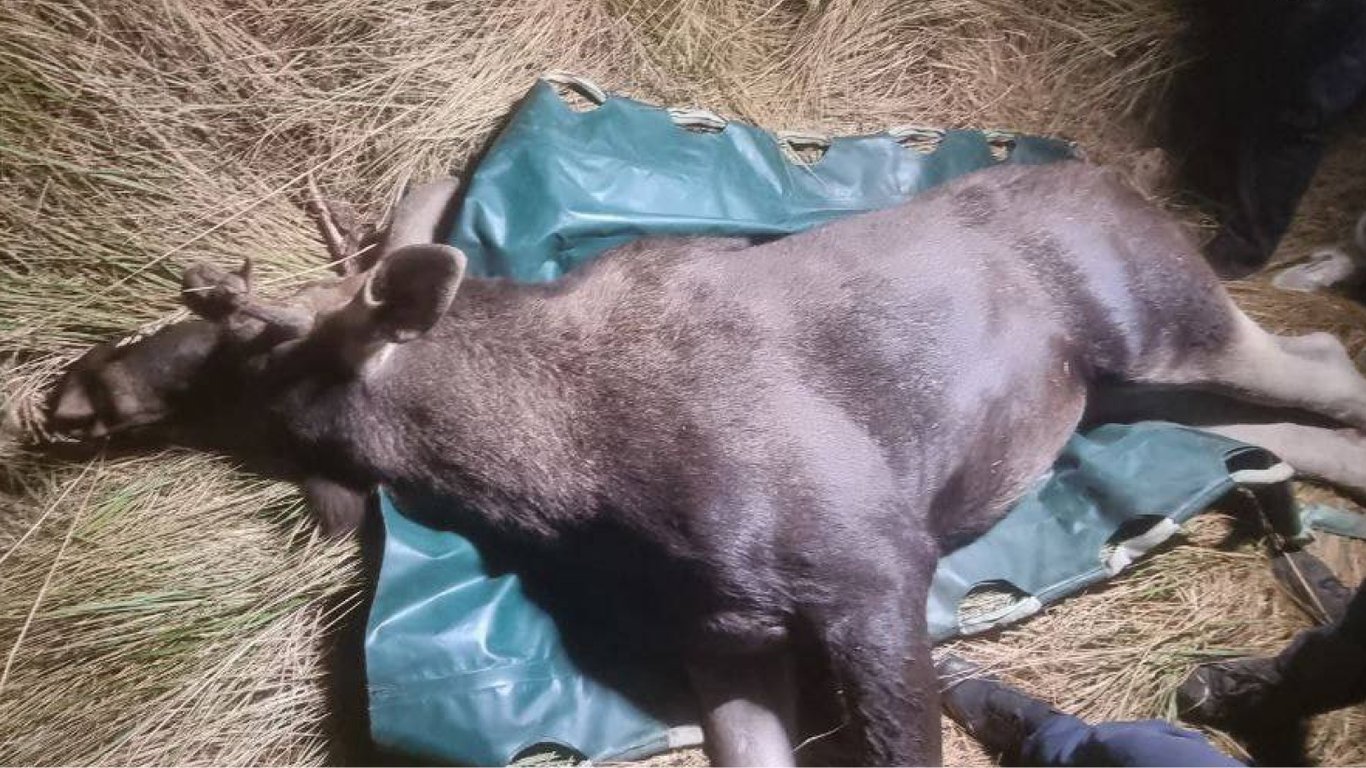 У Києві лось потрапив під колеса авто: в якому стані тварина