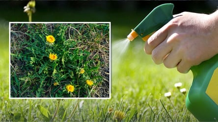 Сорняки исчезнут за день: простое народное средство без химии - 285x160