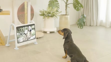 Calls to owners and shows — a TV created for dogs - 285x160