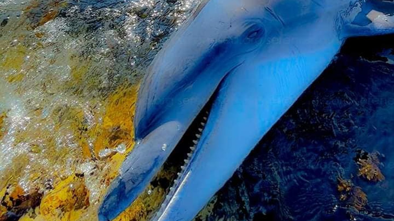 В акватории Черного моря продолжают гибнуть дельфины