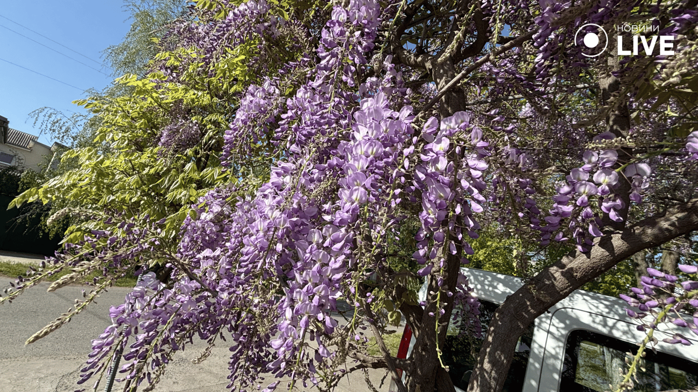 Гліцинії. Квіти