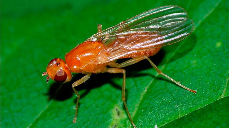 Морковная муха