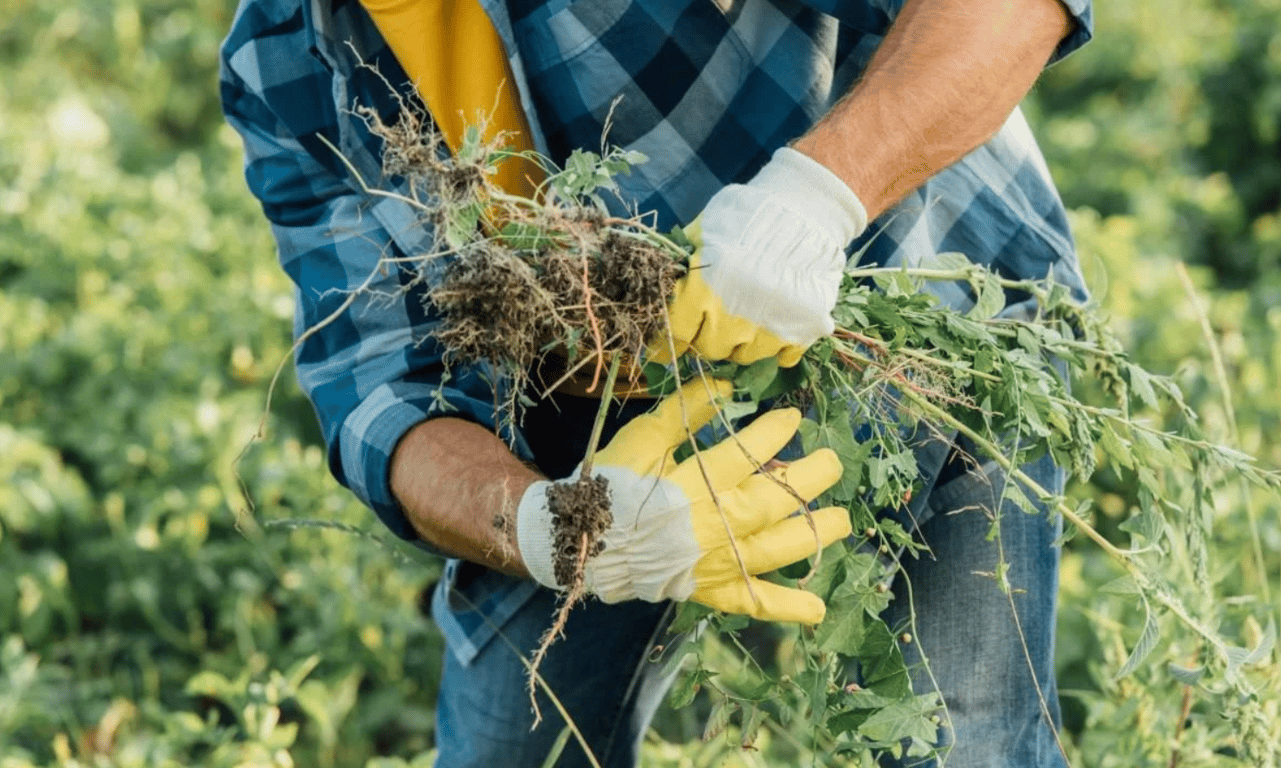 Человек, держащий сорванные сорняки