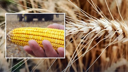 Пшеница и кукуруза — по каким ценам сейчас продаются за границу - 285x160